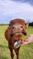 Benny Receives a Nice Neck Scratching
