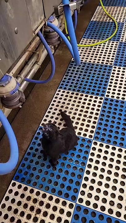 Farm Cat Loves Milk From the Source