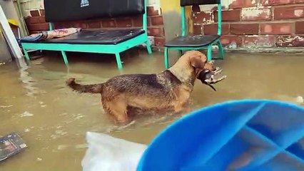 Perrita rescata cadáver de sus crías