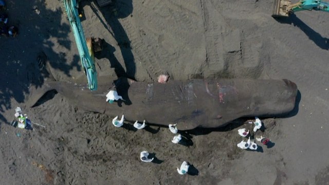 Un cachalot de 18 mètres retrouvé mort échoué sur une plage de Bali
