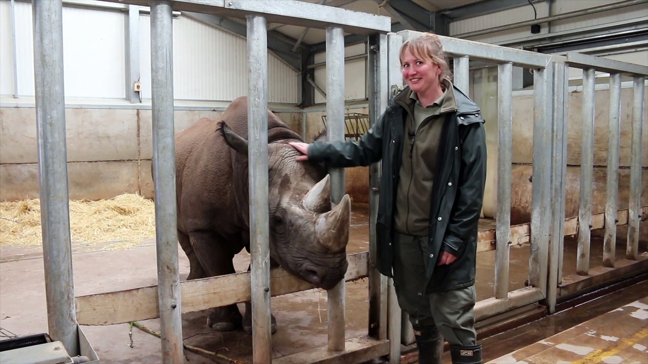 Najuma the black rhino is pregnant at Yorkshire Wildlife Park
