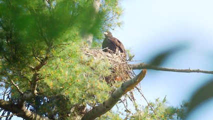 "Miracles Do Happen!" Southwest Florida Eaglet Returns To Nest After Agonizing 5-Day Absence