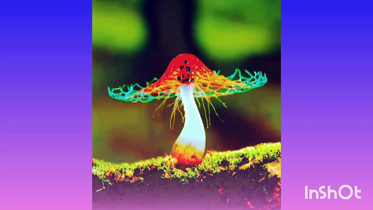 Amazing Nature