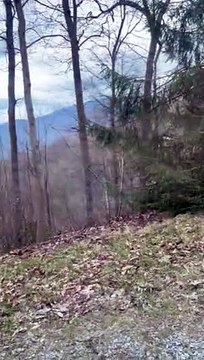 Bear Cub Tries to Open Car Door