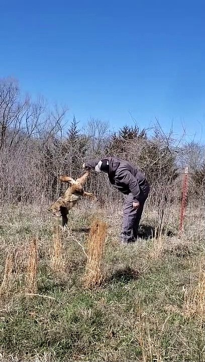 Coyote is Seriously Stuck in the Fence