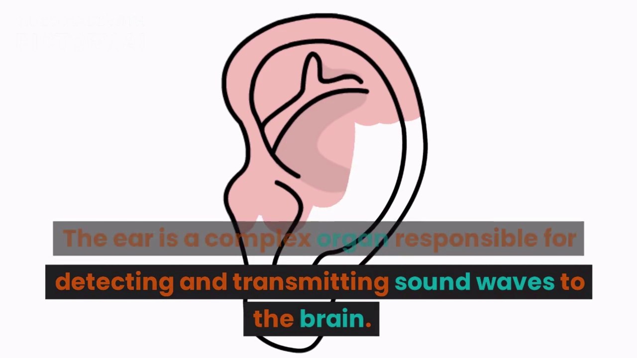 DEFINE EAR AND IT'S STRUCTURE WITH FUNCTION OF EAR video Dailymotion