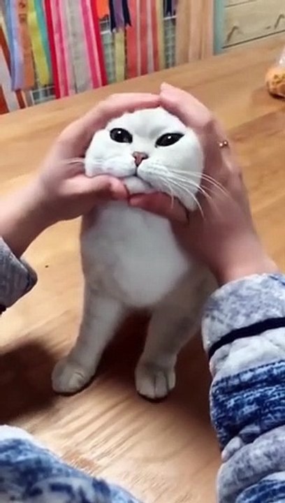 Most Satisfying Funny Cat Video 360p