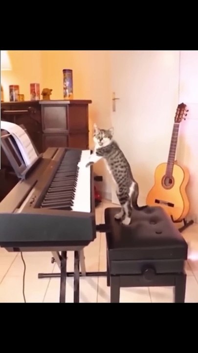 Very funny cat videos, can't stop laughing!-1080p