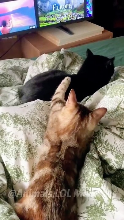 Funny Cats Won't Let You Down  Animals Lol Moments #funnyanimals #funnycats #shortsn1080p