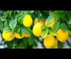 Benefits of lemon _ Best tips. #lemon #dailylife