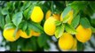 Benefits of lemon _ Best tips. #lemon #dailylife