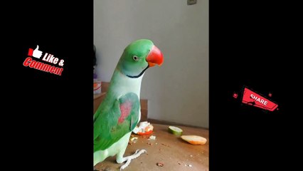 Funny parrots  - cutest parrots compilation