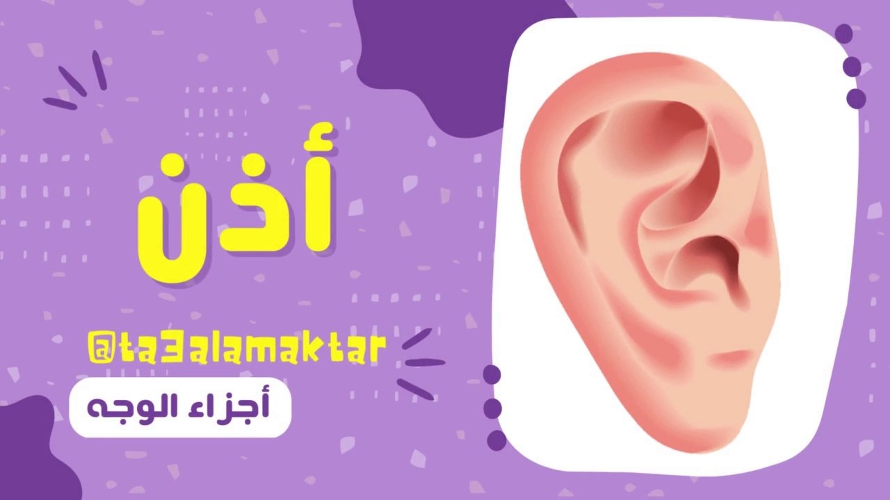 تعلم أجزاء الوجه باللغة العربية