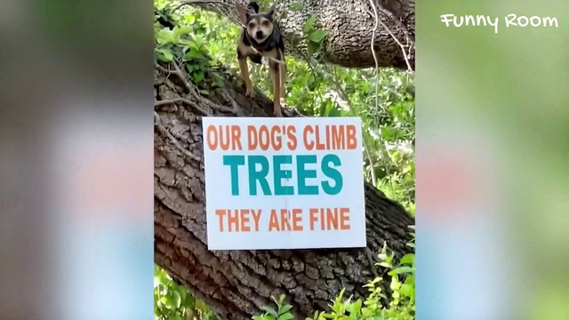 Little Kitten Adventures - Little Dog Adventures