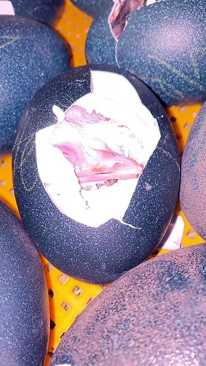 Baby Emus Hatching