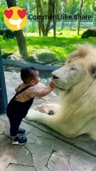 cute baby| Lion | Lion and Baby