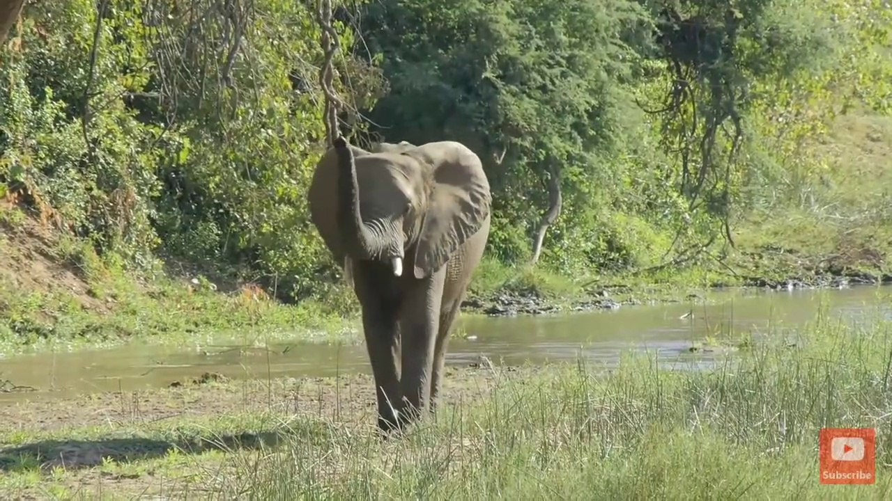 Wild animals video for worldwide enjoy part 6