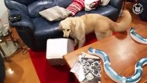 10 Funny Golden Retriever Videos    Awesome Golden Retriever Compilation