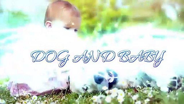 Baby Laughing at Labrador Dog because they are best friends Dog loves Baby Compilation