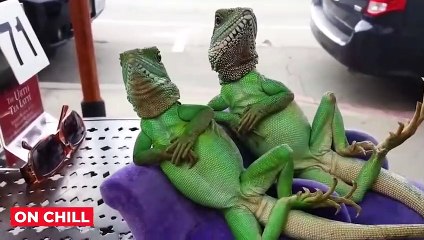 1 من 1،000،000 لحظات حيوانية تم التقاطها على الكاميرا (2)