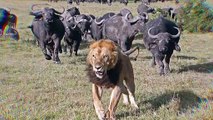 10 animaux qui peuvent facilement tuer un lion