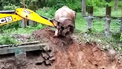 30 animaux qui ont demandé de l'aide aux gens !