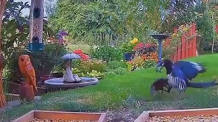 20 Dangerous Birds You Should Run Away From