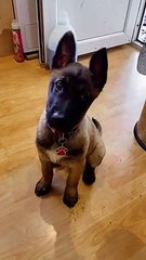 #headtilt #belgianshepherd #malinois #mali #belgianmalinois ... more