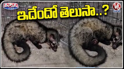 Rare Civet Cat Caught At Gudivada | V6 Teenmaar