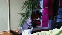 FUNNY VIDEOS Funny Cats Funny Cat Videos Funny Animals Cute Pets Try Not To Laugh