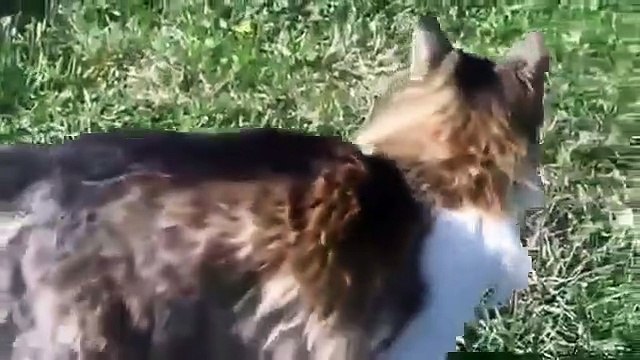 Playful Dog Meets Friendly Cat Funny Animal Videos