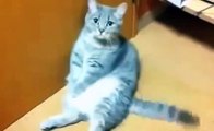 Funny Pets ► Funny Cats Compilation Funny Cat Videos Ever Funny Videos Funny Animals Funny Animal Vi