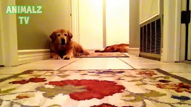 Funny Dogs and Cats Scared of Farts - Funny Pets Compilation 2015 (10)