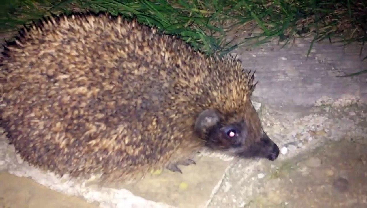 Gros hérisson qui se promène dans le jardin