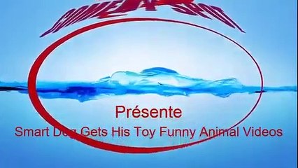 Best of Comedy Smart Dog Gets His Toy Funny Animal Videos