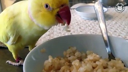 Pet Pranks   Funny Pet Compilation (7)