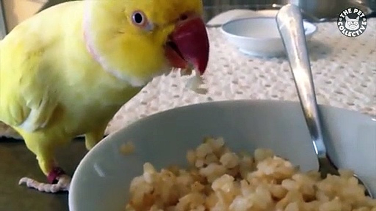 Pet Pranks   Funny Pet Compilation (7)