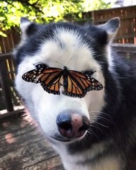 A husky with a butterfly on his head   Un husky avec un papillon sur la tête