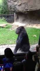 Funny Animal Gorilla Shows Kids Who's Boss!
