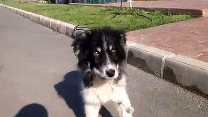 Chiots qui sont intrigués par un iPhone