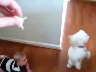 funny baby and dog videos - Funny Cute Babies and Funny Dogs Video