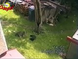 Funny Animals   Funny Animal Attacks Caught On Tape