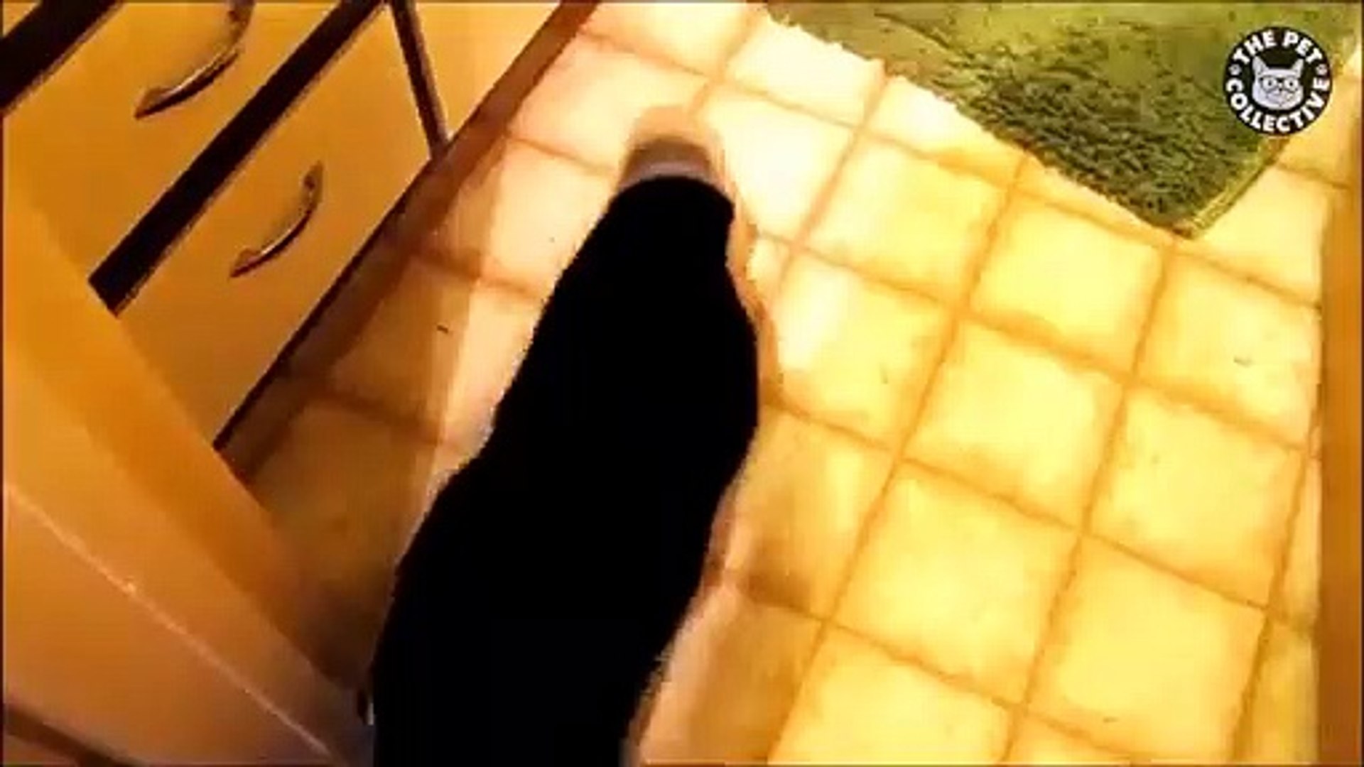 ⁣Animals Being Weirdos   Biggest Weirdo Pets