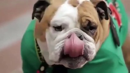 He is Lucky Man Funny Videos 2016 NEW don't try to laugh