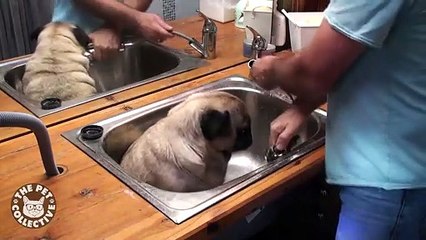 Epic Pet Baths (Adorably Hilarious Compilation)