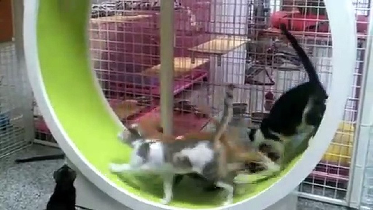 Cats running wheel (2) Vidéo Dailymotion