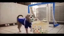 Best Funny Videos - Funny Cats and Dogs vs Lemons - Funny Animal Compilation