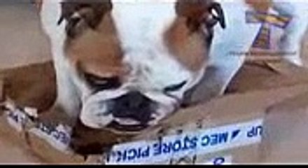 If it fits, I sits   Funny and cute animal compilation