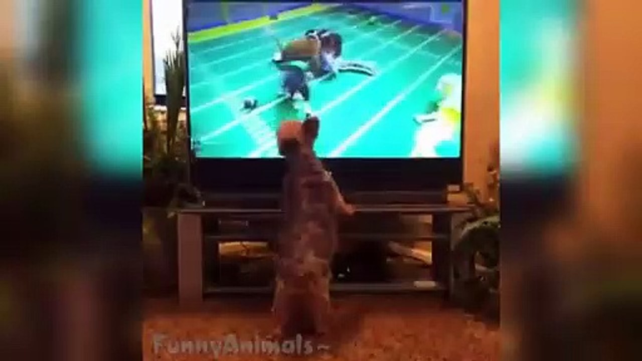 Funniest Dog Vines Compilation