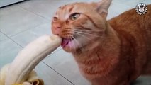 Pets Trying Their Best   Funny Pet Compilation